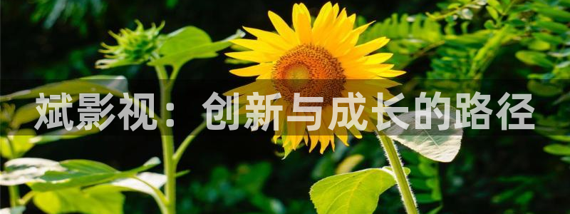 奇米在线观看视频地址一：斌影视：创新与成长的路径